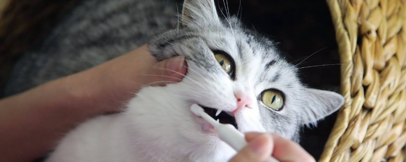 怎么给猫刷牙漱口