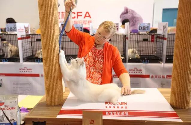 一分钟教你看懂一场高规格猫赛