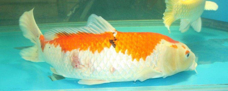 锦鲤侧翻躺底怎么救