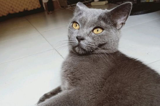 英短蓝猫为啥都比较凶