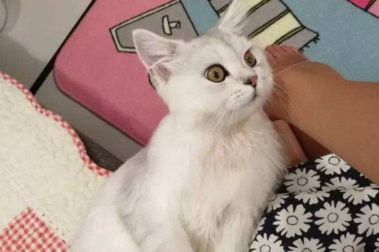 猫尿不出来吃什么药