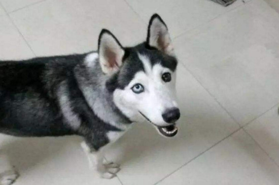 狗和犬的区别，狗有18个脚趾而犬有20只脚趾