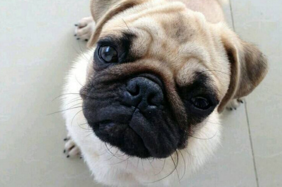 巴哥犬价格是多少