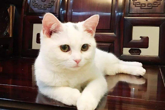 猫呼噜对人的好处