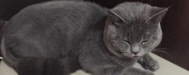 猫咪可以吃生鸡蛋吗