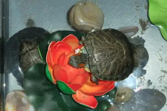 冬天乌龟要晒太阳吗