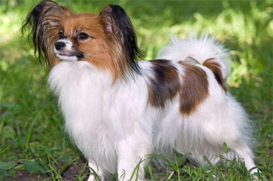 蝴蝶犬幼犬的特征，耳朵自立性格活泼身形较小
