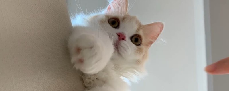 猫不能吃的20种食物