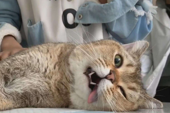 猫做绝育会恨主人吗