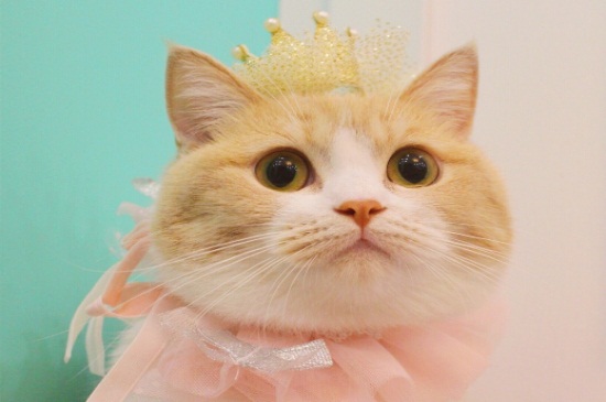 猫咪益生菌的作用
