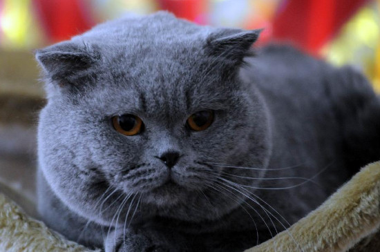 猫癣传染猫的几率大吗