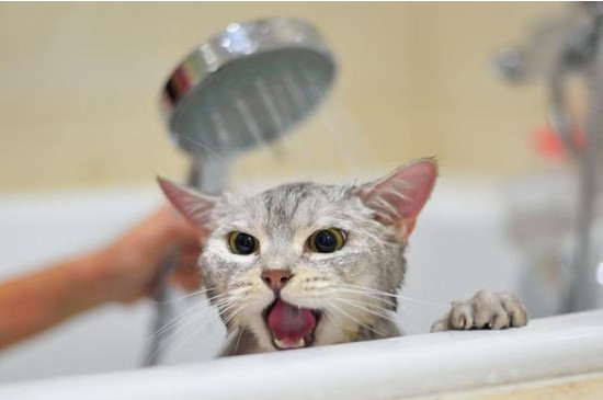 猫要洗澡吗?多少时间洗一次