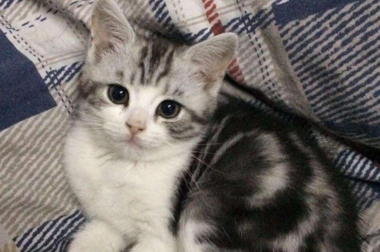 谁养谁后悔猫美短