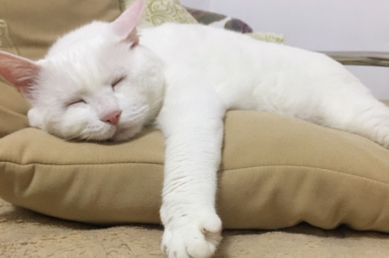 猫咪能喝牛奶吗