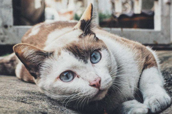 养猫对人的巨大危害，养猫的四大坏处
