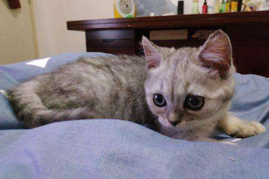 猫有灵性有什么表现