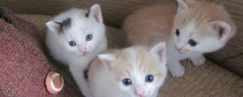 怎么让猫喜欢你粘着你