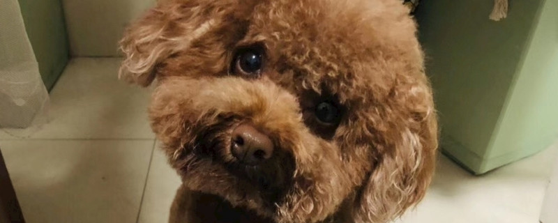 泰迪幼犬长皮屑怎么办