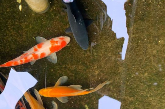 锦鲤不知道去水面取食