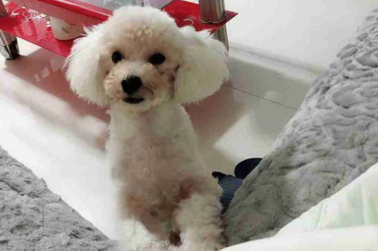 比熊犬适合养一对吗
