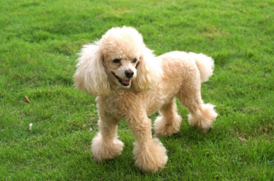 贵宾犬和泰迪的区别
