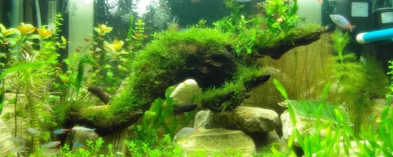 鱼缸涡虫怎么清除