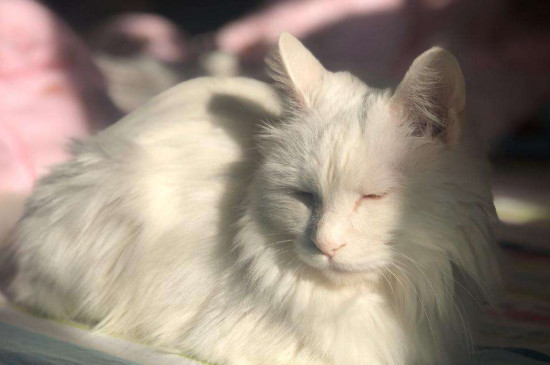 猫肠胃炎症状