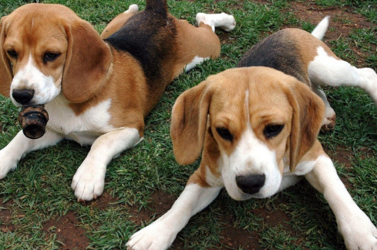 比格犬和史宾格的区别