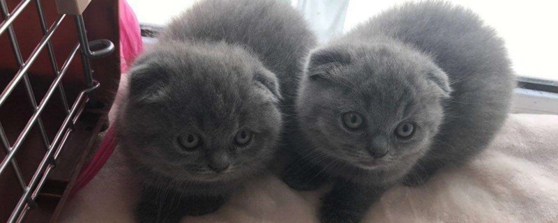 英短蓝猫为什么有折耳