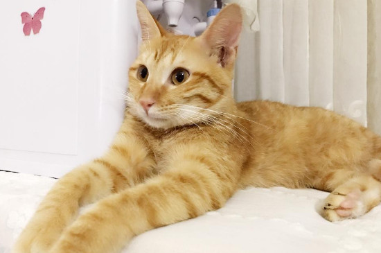 猫咪可以吃薯片吗