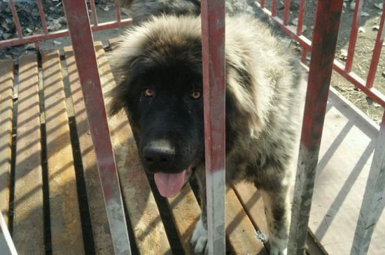 详细的高加索犬介绍，性格身高体重智力全面讲解