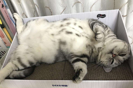 猫腹水摸起来软还是硬，如何摸猫咪是不是腹水