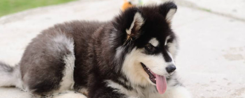 阿拉斯加幼犬喂养指南