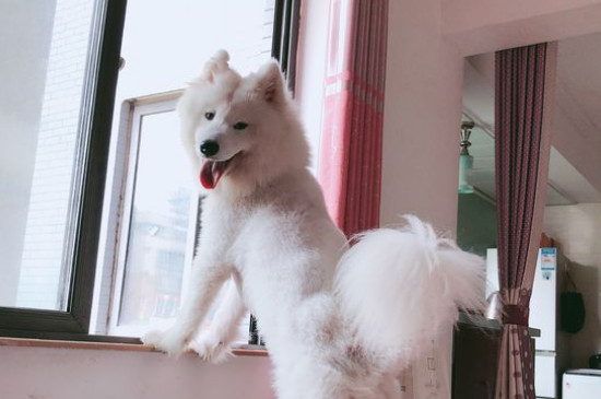 萨摩耶耳朵毛发黄
