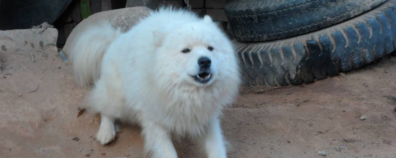 萨摩耶公犬发情期症状