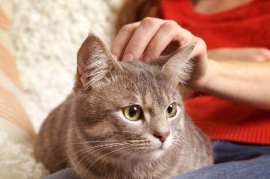 猫为什么喜欢蹭人