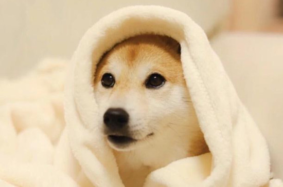 柴犬能吃香蕉吗
