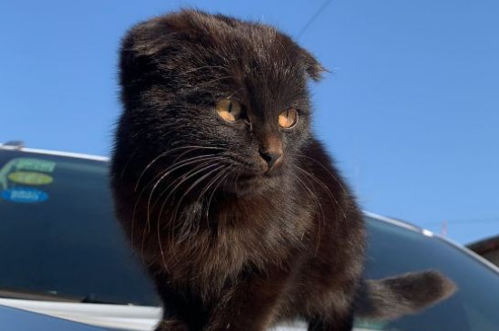 猫咪多大可以洗澡