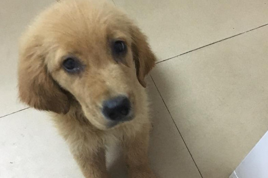 犬瘟热怎么引起的