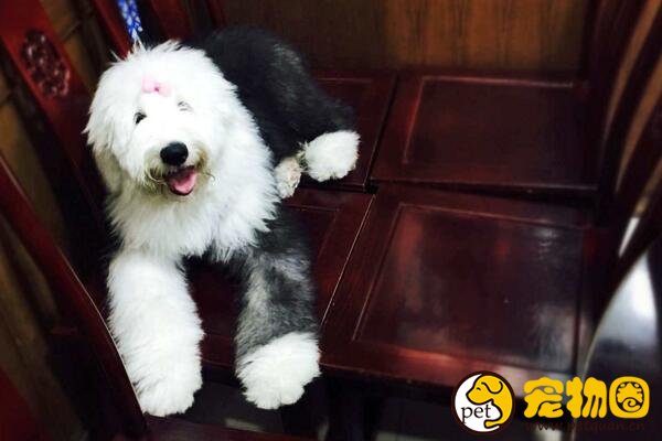 古牧犬是什么狗，英国古代牧羊犬(属于禁养犬类)