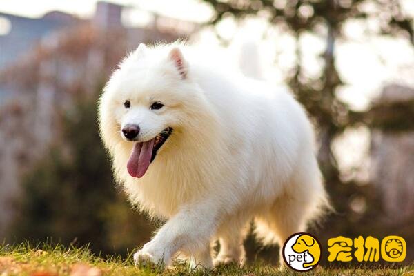 现存雪橇犬有几种，共有7类/其他的都不如三傻出名
