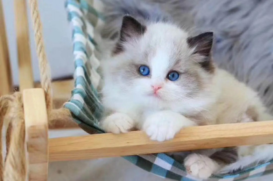 猫咪胆小怎么办