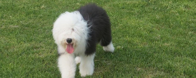 古牧犬智商