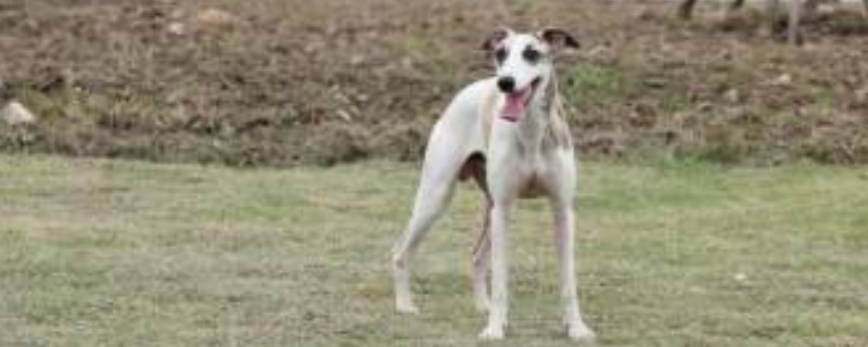 惠比特犬怎么饲养
