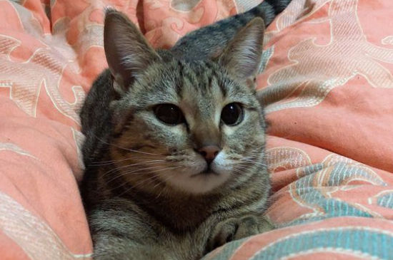 猫不听话怎么教育