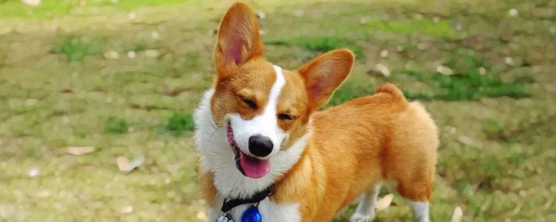 柯基属于小型犬还是中型犬