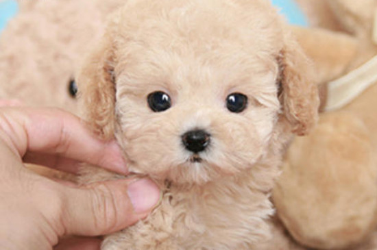 茶杯贵宾犬多少钱一只，迷你狗贵宾大概的价格