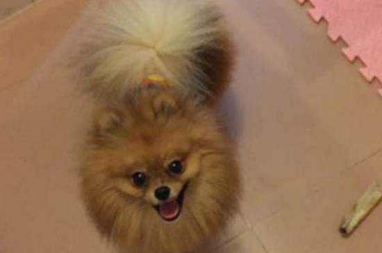 博美尾巴什么时候开花
