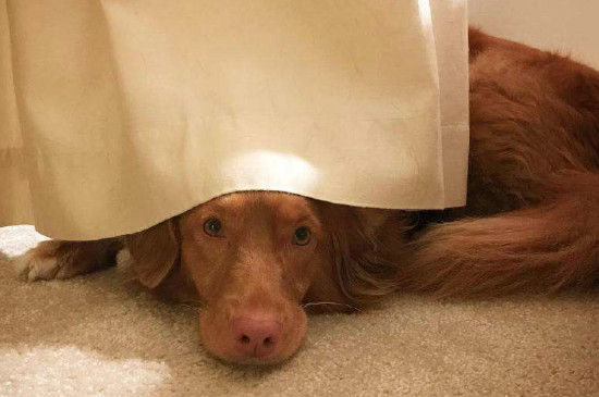 狗狗往旮旯钻的原因