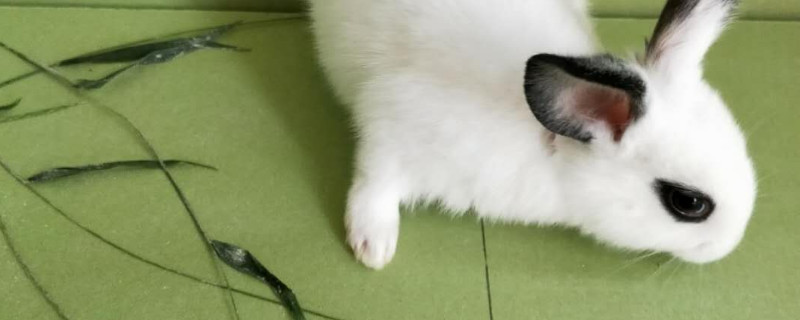 侏儒海棠兔能活多久